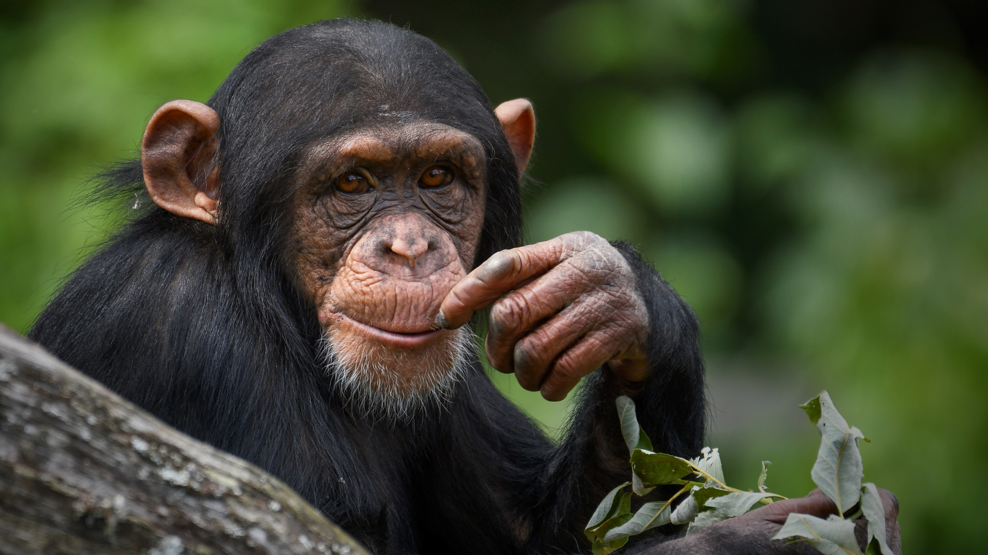 Ol Pejeta Escape Safari